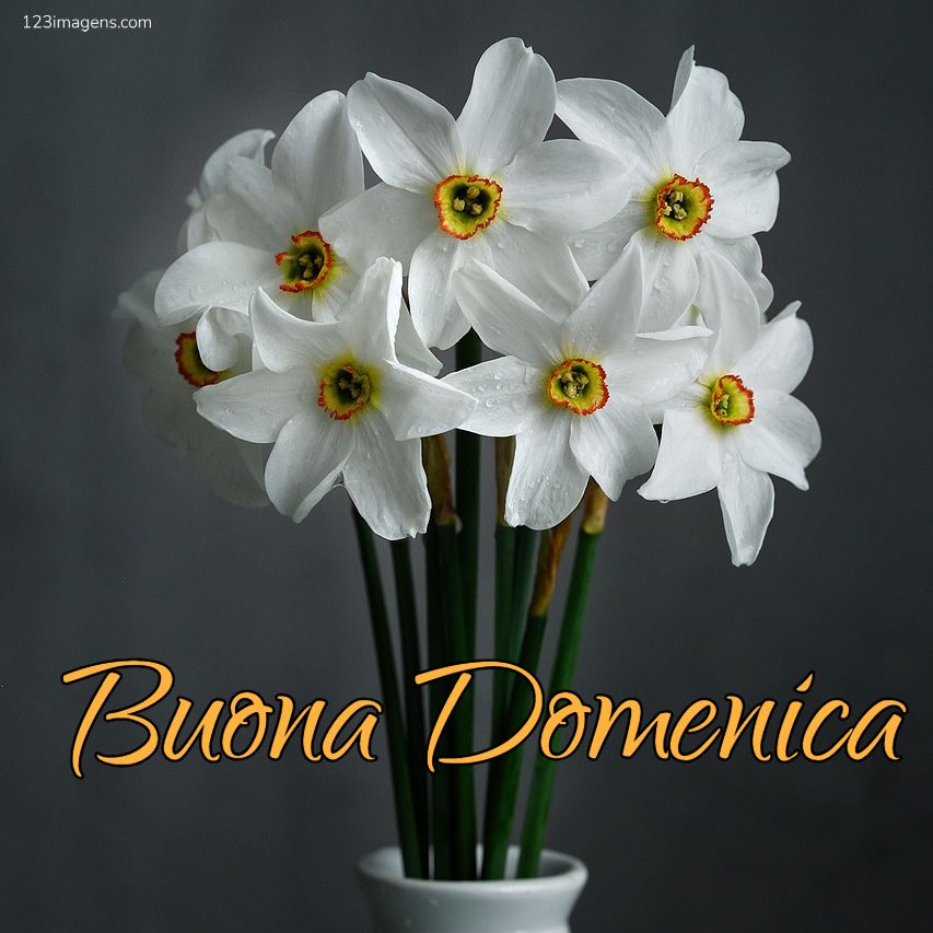 Buona Domenica 10 Buona Domenica 1 Buona Domenica
