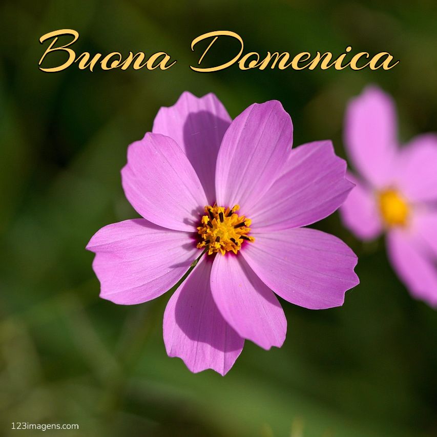 Buona Domenica 1 Buona Domenica