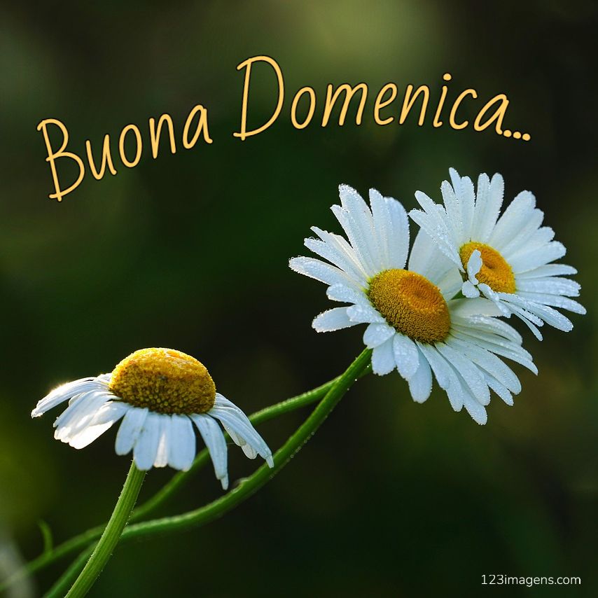 Buona Domenica 2 Buona Domenica 3 Buona Domenica