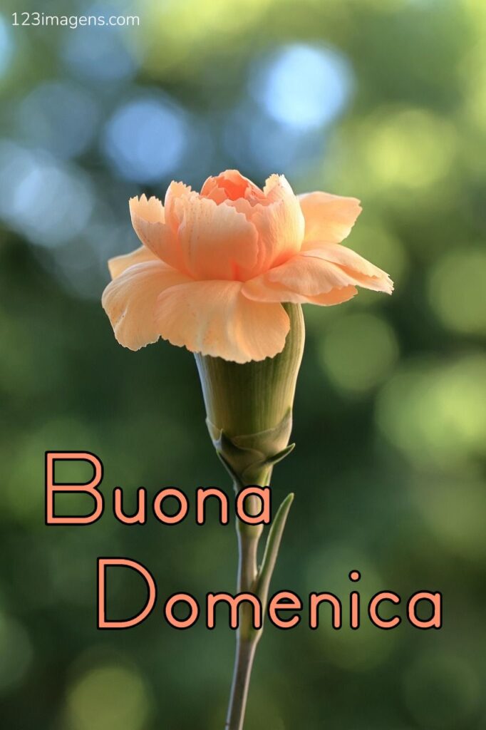 Buona Domenica 4 Buona Domenica 5 Buona Domenica