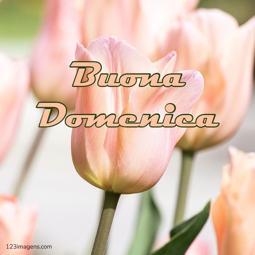Buona Domenica 6 Buona Domenica 7 Buona Domenica