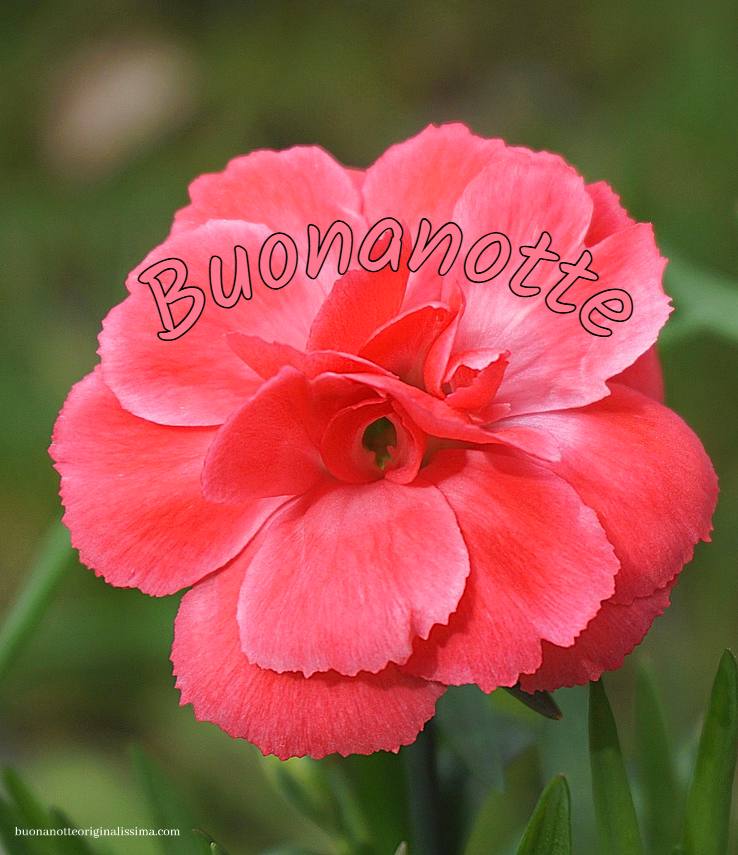 Carine Buonanotte immagini Nuove 1 Carine Buonanotte 3 Carine Buonanotte immagini Nuove